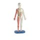 thumbnail image 2 of Juguete educativo SmartLab Toys Squishy Human Body con 21 piezas, 2 of 7