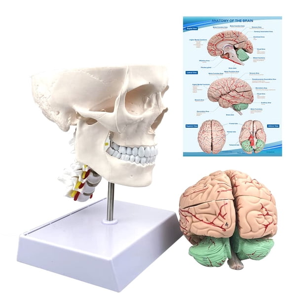 Modelo anatómico de cráneo y cerebro humanos a tamaño natural con vértebra cervical