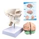 thumbnail image 1 of Modelo anatómico de cráneo y cerebro humanos a tamaño natural con vértebra cervical, 1 of 7