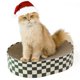 thumbnail image 1 of Bloc de rascar ovalado Cat Scratcher Cardboard Conlun 2 en 1, 1 of 9