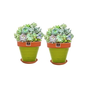 Mestiza - Set De 2 Maceta Kony 19Cm Terra Verde Y Sus Platos