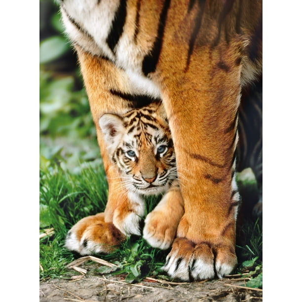 Puzzle 500 piezas Tigre Bengala Lider - Main Image