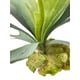 thumbnail image 3 of Cactus Cuerno De Alce (Staghorn) 50cm, 3 of 3