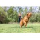 thumbnail image 4 of Lanzador de pelotas para perros Chuckit! EcoFetch Medium para perros de 20 a 60 libras, 4 of 4