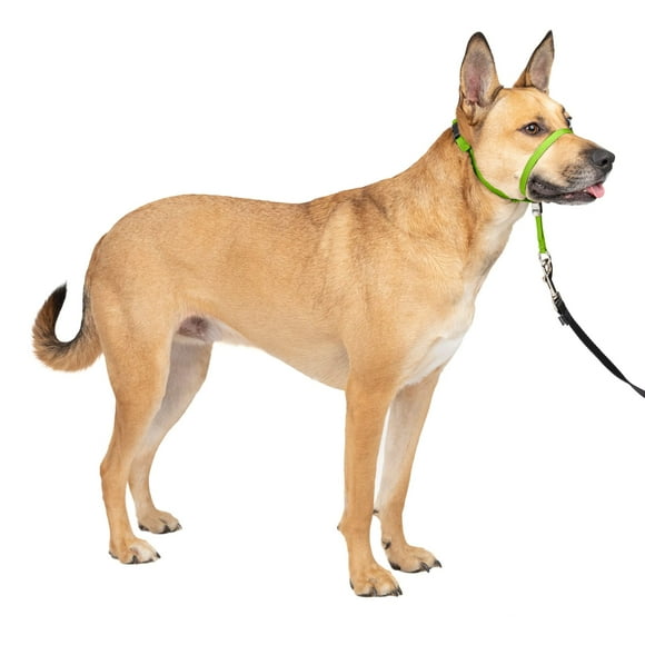 Collar para perro PetSafe Gentle Leader No-Pull, verde medio
