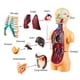 thumbnail image 2 of Modelo Anatómico Cuerpo Humano Armable Juguete Científico, 2 of 3