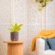 thumbnail image 3 of Planta de Interior Costa Farms Philodendron de 6 in Variegada, 3 of 3