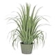 thumbnail image 1 of Planta Decorativa Pasto Grueso Verde Gris 91 cm, 1 of 2