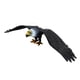 thumbnail image 2 of Modelo de Águila Simulada, Juguete Educativo para Niñas y Niños, Color Negro, 2 of 3