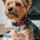 thumbnail image 2 of Collar Diseño Navidad Para Mascotas Tam S, 2 of 3