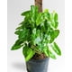thumbnail image 1 of Tutor de Musgo 100 cm para Monstera, Filodendro, Potus y Plantas Trepadoras, 1 of 3