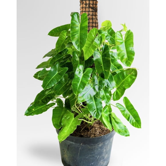Tutor de Musgo 100 cm para Monstera, Filodendro, Potus y Plantas Trepadoras