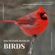 thumbnail image 1 of Majosta Libro de Imágenes de Aves 30 Premium con Nombres, 1 of 1