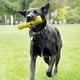 thumbnail image 2 of Palo reflejo Fetch Toy KONG para perros medianos, 2 of 8