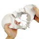 thumbnail image 1 of Modelo de pelvis femenina Evotech, flexible, tamaño natural, con correa elástica, 1 of 5