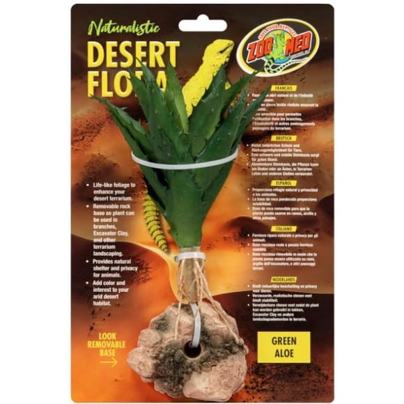 Terrario Plant Green Aloe Desert Flora