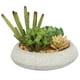 thumbnail image 2 of Suculentas de 17 cm con macetero, 2 of 2