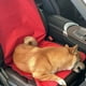 thumbnail image 3 of Cojin Protector Cubre 108x50cm Asiento Mascotas Auto Lau, 3 of 3