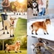 thumbnail image 5 of Zapatos para perros DocoGt con suela impermeable y antideslizante para perros grandes XXL, 5 of 6