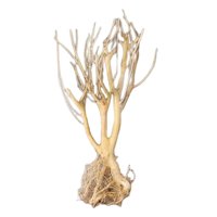 Ioensy - Acuario Ecológico Acuático Driftwood Raíz Tronco Árbol Rama Terrario Decoración 25-30Cm