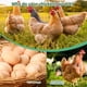 thumbnail image 3 of Larvas secas de mosca Black Soldier, 2,27 kg, para pollos y mascotas, 3 of 7