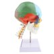 thumbnail image 3 of Cráneo De Cabeza Humana De 22 Piezas De Color 1: 1 Con Modelo De Anatomía De Vértebra Cervical, 3 of 5