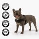 thumbnail image 4 of Arnés para perro Dog Friendly Co – Talla Grande, Azul Marino, Ajustable, 4 of 8