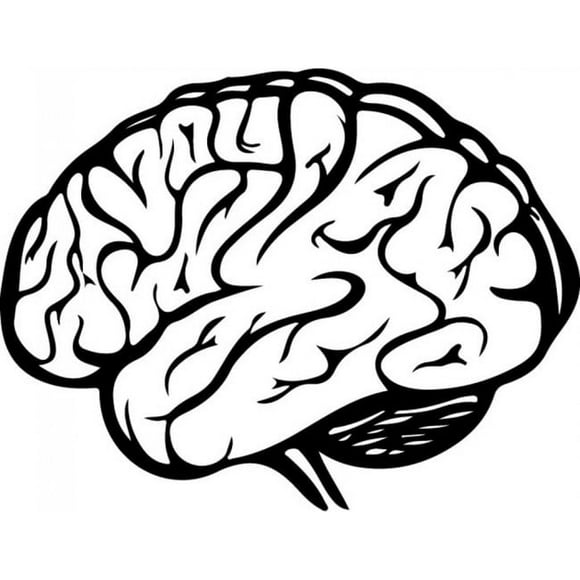 Decomural Human Brain Science WS-32978