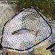 thumbnail image 2 of Red de Pesca Plegable DYTesa con Mango Antideslizante, 2 of 8
