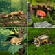 thumbnail image 4 of Juego de figuras de animales Toymany Madagascar, 12 piezas, con diseño realista, 4 of 9