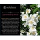thumbnail image 4 of Vela Seda France Japanese Quince 283 g, 11 h de duración, 4 of 7