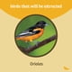 thumbnail image 4 of Comedero para Jilgueros Birds Choice con Copa de Gelatina de 90 ml Naranja para Colgar, 4 of 8