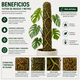thumbnail image 3 of Tutor de musgo para plantas 100cm, 3 of 3