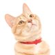 thumbnail image 5 of Collar para gato Nuvuq con cierre de seguridad de liberación rápida, ajustable de 17,5 a 26 cm, 5 of 9