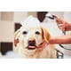 thumbnail image 5 of Champú Mane 'n Tail Pro-Tect Veterinary Strength Medication 946 ml, 5 of 5