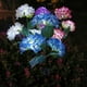 thumbnail image 2 of 1pc Solar Hydrangea Flower Light With 3-head, Outdoor Courtyard Decoration LED Simulation Flower Light For Outdoor Yard Garden Lawn Patio Courtyard Fences Driveway Pathway Decoration, 2 of 3