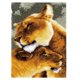 thumbnail image 1 of Kits Creativos De Aguja De Lengüeta Para Adultos, Alfombra De Ganchillo Para Principiantes En El Hogar, Adultos, Leones Abrazados, 1 of 1