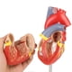thumbnail image 3 of Modelo de Corazón Humano Merinden a Tamaño Real, 2 Partes, 48 Estructuras, 3 of 7