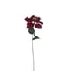 thumbnail image 1 of Poinsettia Roja 75cm, 1 of 3