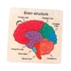 thumbnail image 4 of Rompecabezas De Madera Para El Cerebro, Rompecabezas De Estructura Cerebral Para Bebés, Niñas Y Niños De 3, 4, 5 Y 6 Años, 4 of 5