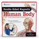 thumbnail image 1 of Cuerpo humano magnético doble faz, 1 of 3
