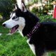 thumbnail image 2 of Collar de perro KISSBAK para perros grandes, suave y ajustable, con estampado floral, 2 of 7