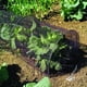 thumbnail image 2 of Tunel Protector Cultivo 3mt, 2 of 3