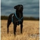 thumbnail image 3 of Correa para perro y arnés para mascota Pet Life ® Outdoor Series 'Escapade', 3 of 6