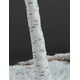 thumbnail image 2 of Luz LED Birch Tree Lightshare de 1,2 m, 1,8 m y 2,4 m, color blanco cálido, 2 of 3