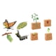 thumbnail image 5 of Conjuntos De Ciclo De Vida, Figuras De Juguete, Mariposas Y Plantas De Frijol, Ciencia Para Niños, 5 of 5