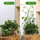 thumbnail image 5 of Clips para fijación de plantas trepadoras de pared, gancho autoadhesivo para fijación de plantas trepadoras de pared, clip de sujeción para soporte de plantas de hortalizas de jardín, gancho adhesivo, 5 of 6