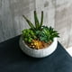 thumbnail image 1 of Suculentas de 17 cm con macetero, 1 of 2