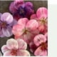thumbnail image 3 of Flores Artificiales Suxumhao Tulipanes Rojos 15 Pzas, 3 of 5