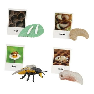Genérico - Figuras De Ciclo De Vida Juguete Educativo Realista Para Favores De Fiesta Abeja
